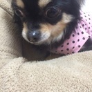 チワワ4才