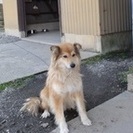 かわいいワンちゃんの里親を募集します - 鎌倉市