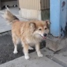 かわいいワンちゃんの里親を募集します - 犬