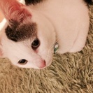 子猫の里親募集