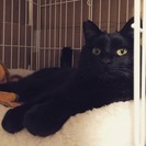 黒猫「オグ」とってものんきな性格です。の画像