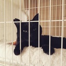 黒猫「オグ」とってものんきな性格です。 - 千葉市