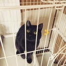 黒猫「オグ」とってものんきな性格です。 - 猫