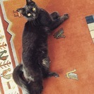 黒猫「オグ」とってものんきな性格です。 − 千葉県