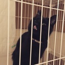 黒猫「オグ」とってものんきな性格です。 - 里親募集