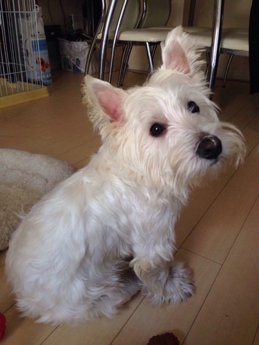 メリーポピンズ様❤ウエストハイランドホワイトテリア 印鑑スタンド