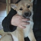 中型犬雑種　2ヶ月の女の子
