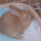 ミニウサギの里親さんを募集しています。