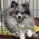 希少色のポメラニアン 1歳9ヶ月です