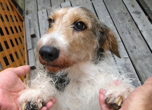 デザイナーズ犬 (7才) ♂ ミニチュアシュナウザーとバセットハウンドの
