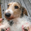 デザイナーズ犬 (7才) ♂ ミニチュアシュナウザーとバセットハ...