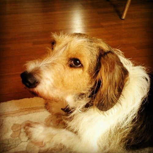 デザイナーズ犬 (7才) ♂ ミニチュアシュナウザーとバセットハウンドの