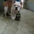 ブルドック（メス）生後170日目