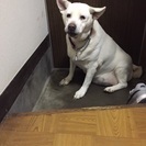 里親様が見つかりました！