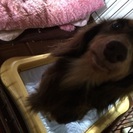 家の事情で飼えなくりました