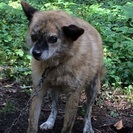 里親募集中です！ミックス/中型犬