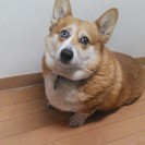 コーギー8歳　おとなしい去勢済みのおじさんです