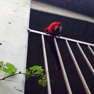 コンゴウインコのメスを下さい