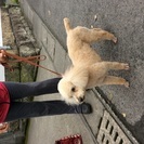 無事に、飼い主さん決まりました。9才、ちょっと大きめのトイプード...