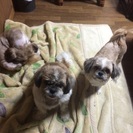 里親見付かりました【急募】この子達の命を助けて下さい。飼主亡くな...