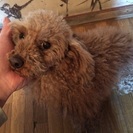 4才メスアプリコット