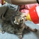 生後3日程の子猫を拾いました、