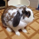 ロップイヤー1歳メス 避妊済み