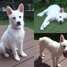 怖がりだけどやんちゃな♂、♀の子犬