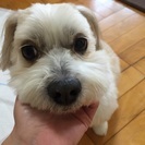 マルチーズ×シーズーのミックス　男の子8歳