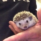 ハリネズミ差し上げます