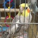 決まりました。３歳のオカメインコ