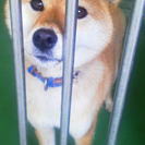 保健所収容犬　柴ミックス？
