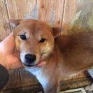急募！柴犬オス1歳