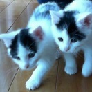 猫2匹里親募集中