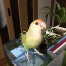 コザクラインコの花婿募集に変更します！