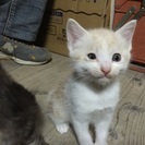 3月14日産まれの子猫ちゃん