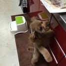 可愛がってくれる里親を探しています。