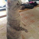 マンチカンと雑種のハーフの画像