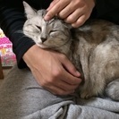 マンチカンと雑種のハーフ - 里親募集