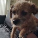 ミックス犬里親募集