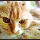 ※至急※アメリカンカール 可愛がって下さる方 - 猫