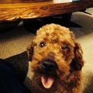 トイプードルのレッド 里親決定 - 犬
