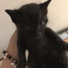 5月27日に産まれた子猫です2ヶ月になりました！