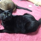 [急募]4歳の黒猫♀「ゆい」