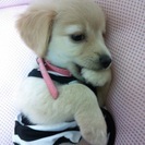 チワックス〔ミニチュアダックスとチワワのmix犬〕