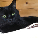 ぽっちゃりシルエットにおっとりした性格の甘えた黒猫くん。 - 大津市