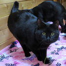 ぽっちゃりシルエットにおっとりした性格の甘えた黒猫くん。 − 滋賀県