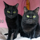 ぽっちゃりシルエットにおっとりした性格の甘えた黒猫くん。 - 里親募集