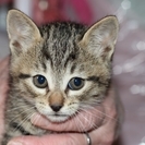 子猫の里親募集