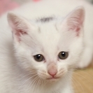 頭にハート型模様子猫ブルーアイ子猫の里親募集